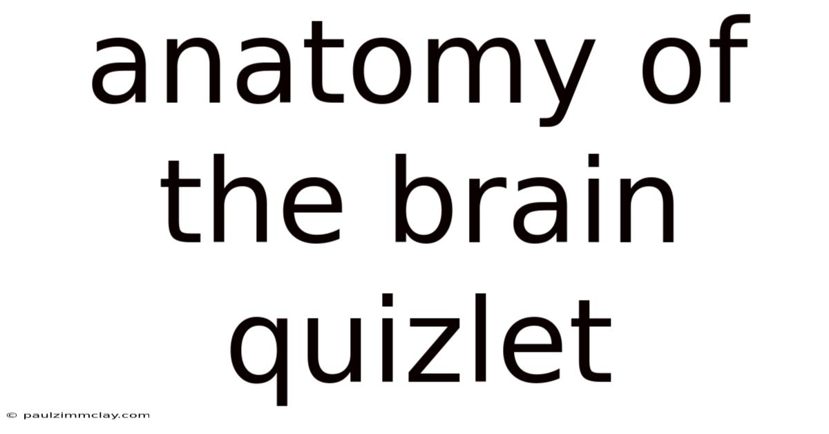 Anatomy Of The Brain Quizlet