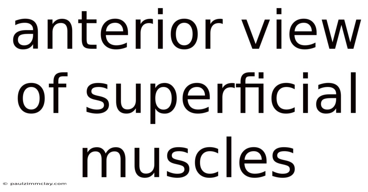 Anterior View Of Superficial Muscles