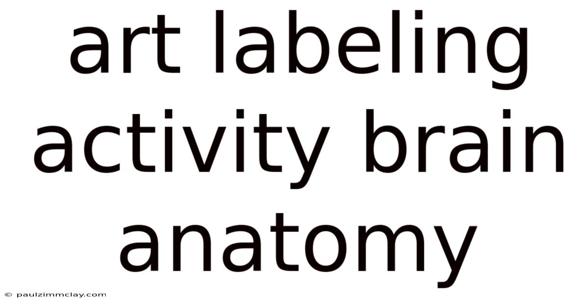 Art Labeling Activity Brain Anatomy