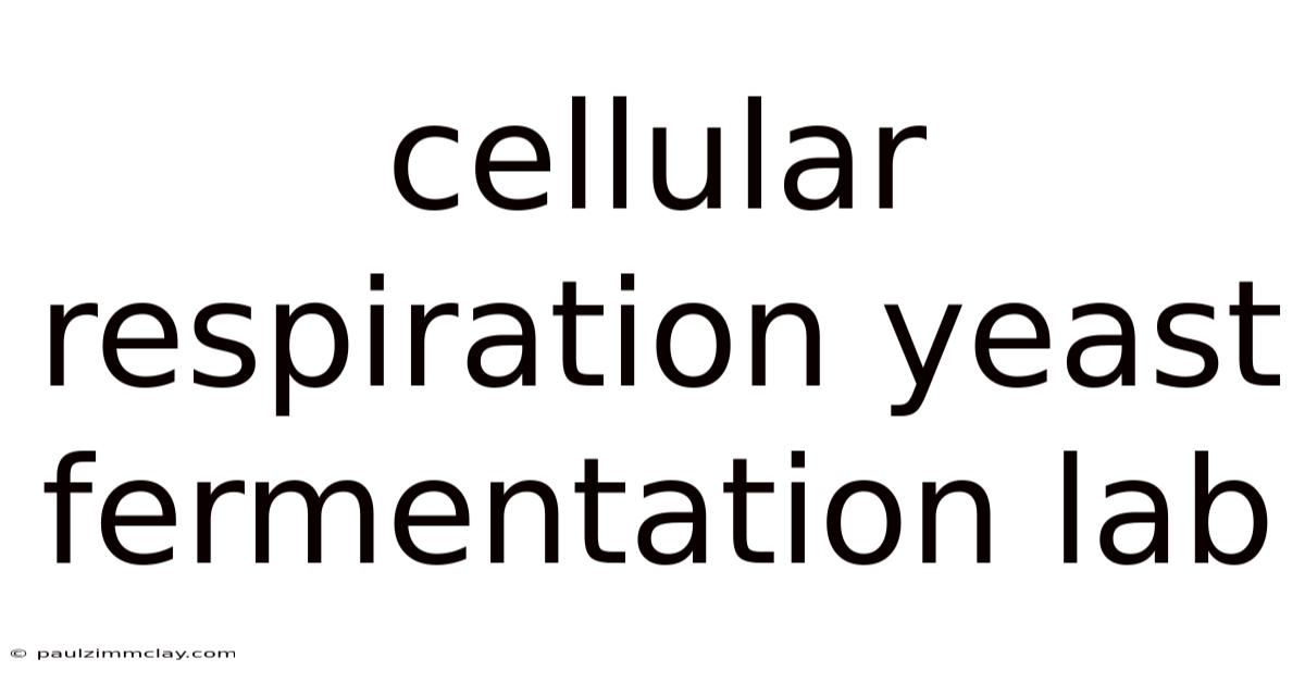 Cellular Respiration Yeast Fermentation Lab