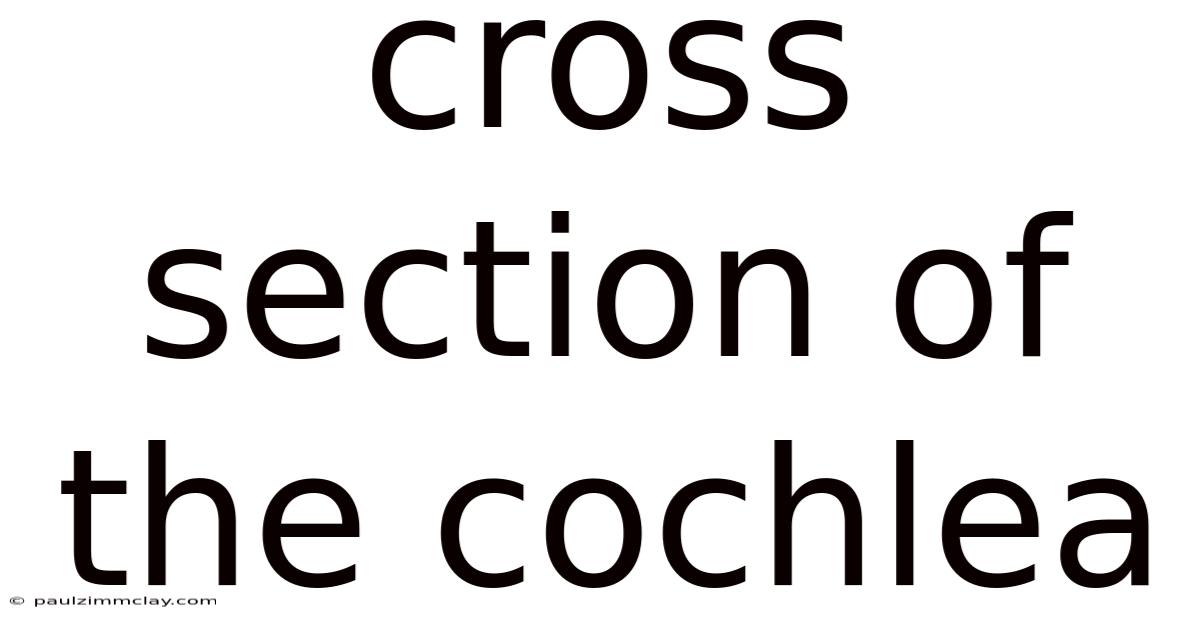 Cross Section Of The Cochlea