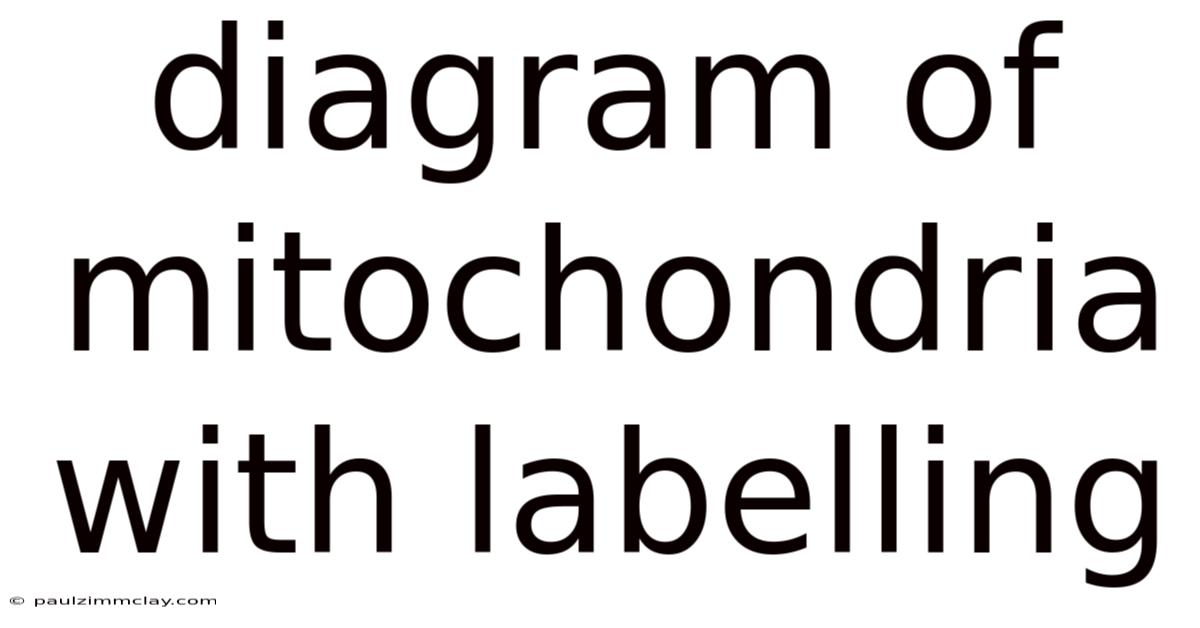 Diagram Of Mitochondria With Labelling