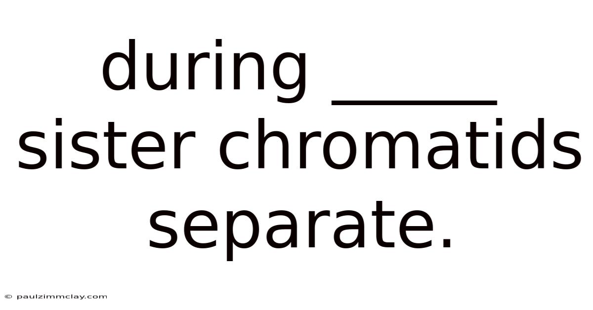 During _____ Sister Chromatids Separate.