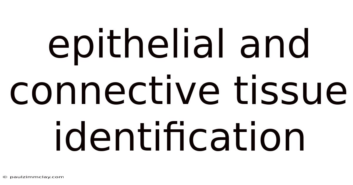 Epithelial And Connective Tissue Identification