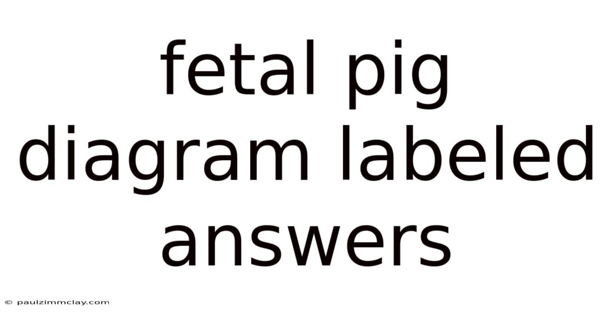 Fetal Pig Diagram Labeled Answers