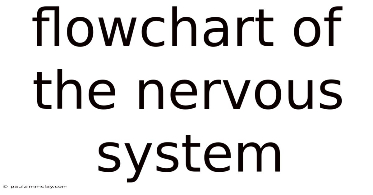 Flowchart Of The Nervous System