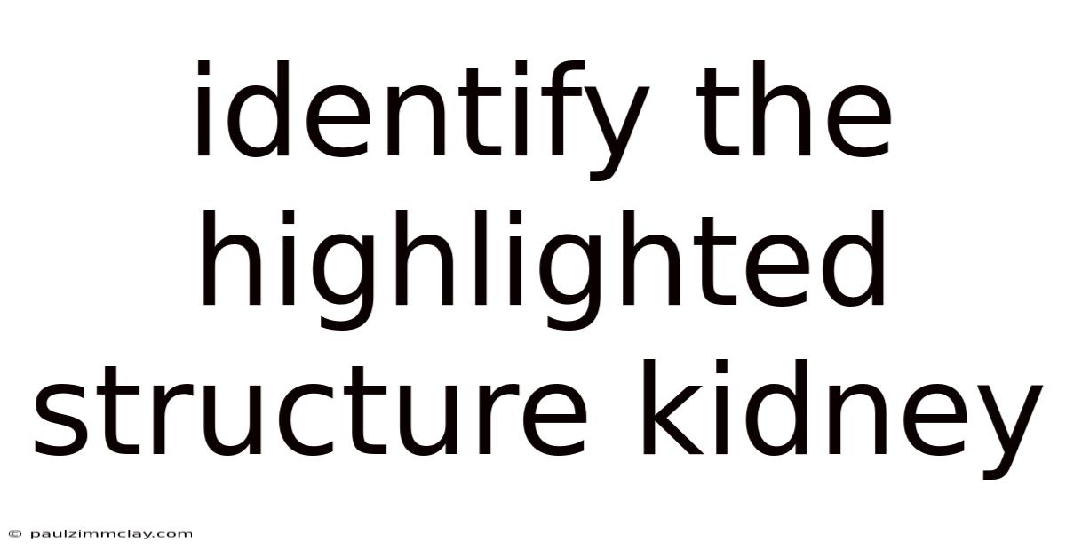 Identify The Highlighted Structure Kidney