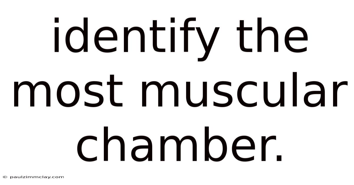 Identify The Most Muscular Chamber.