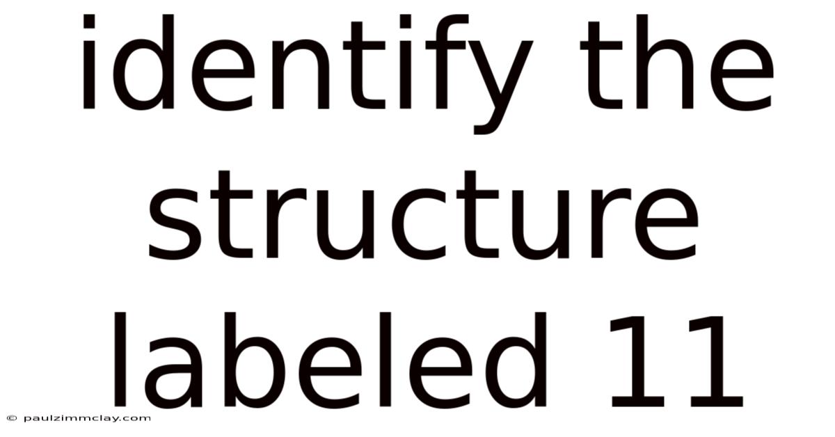 Identify The Structure Labeled 11