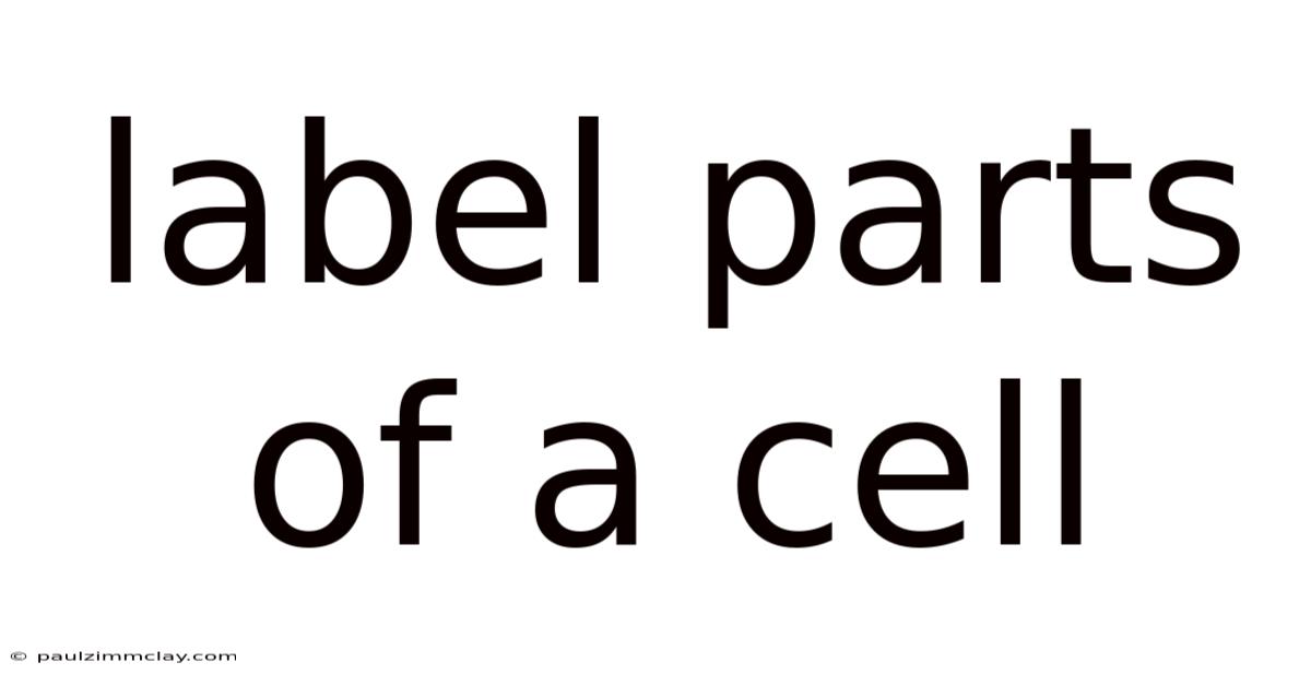 Label Parts Of A Cell
