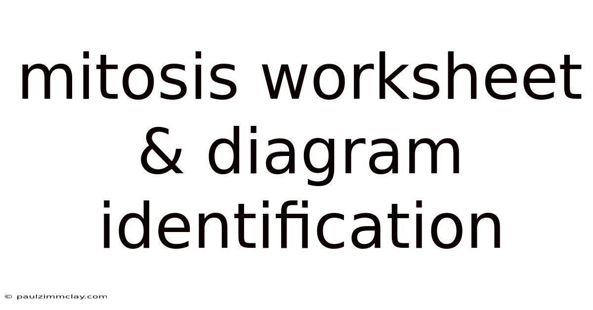 Mitosis Worksheet & Diagram Identification