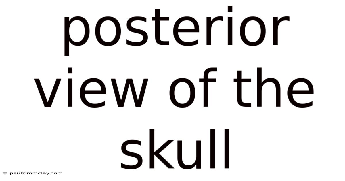 Posterior View Of The Skull