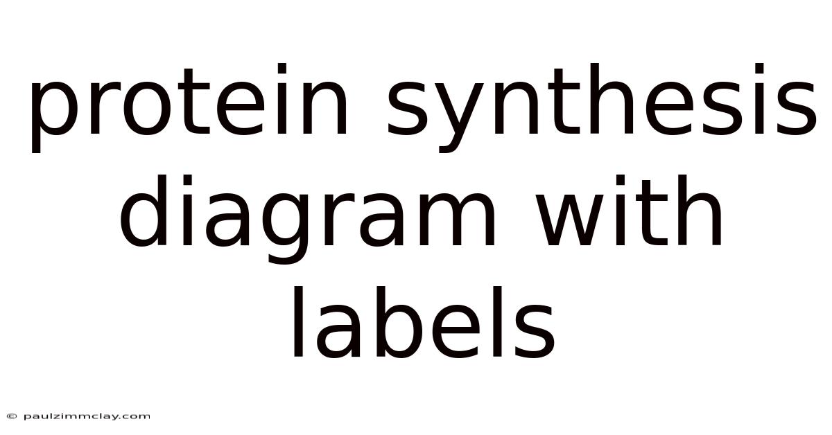 Protein Synthesis Diagram With Labels