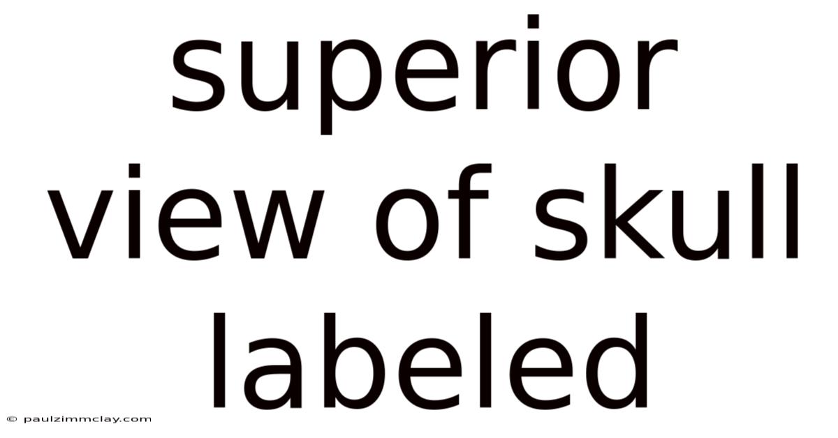 Superior View Of Skull Labeled