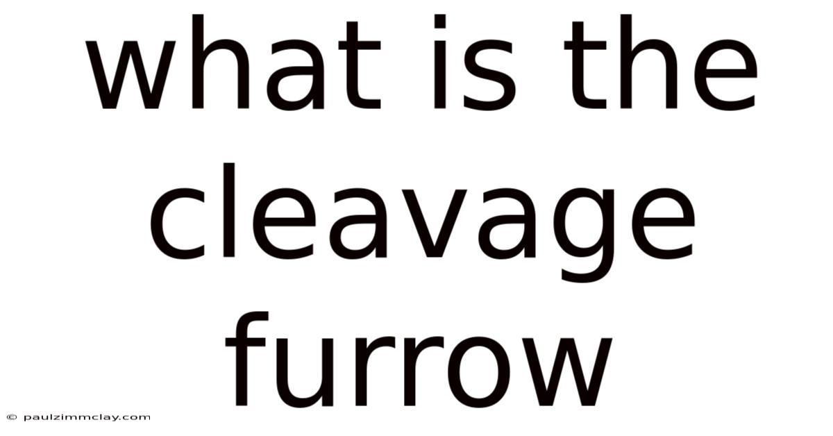 What Is The Cleavage Furrow