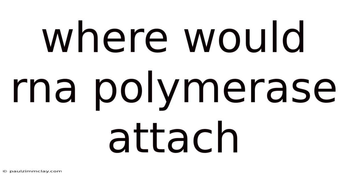 Where Would Rna Polymerase Attach