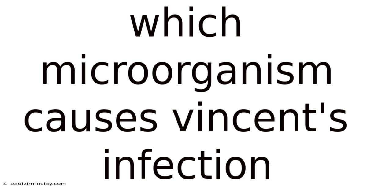 Which Microorganism Causes Vincent's Infection