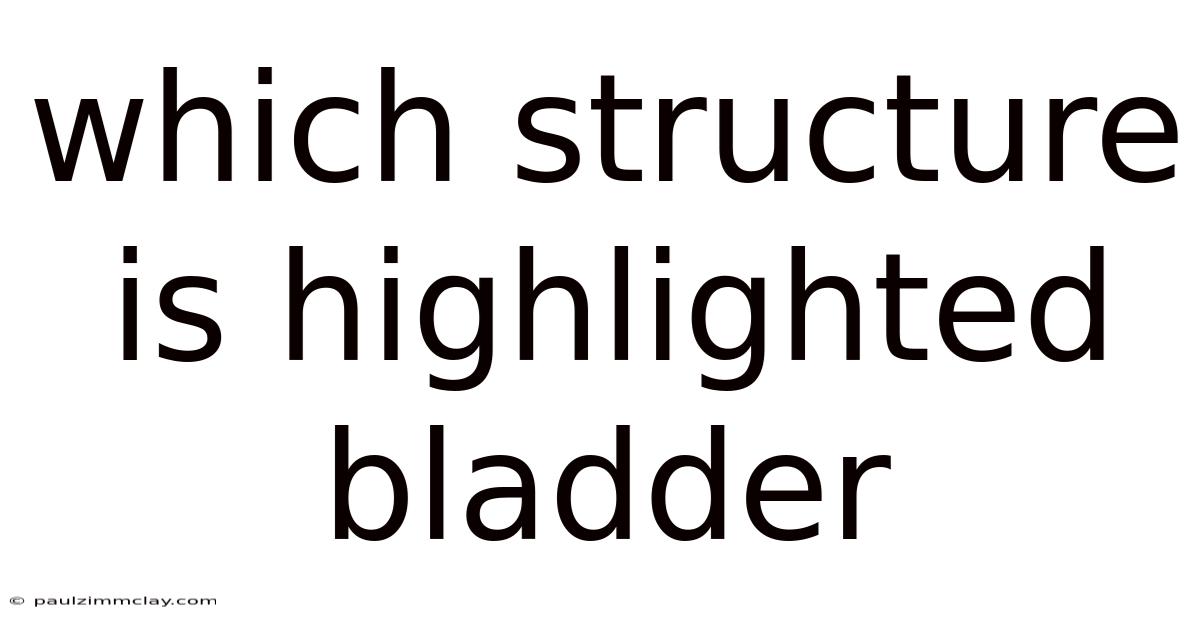 Which Structure Is Highlighted Bladder