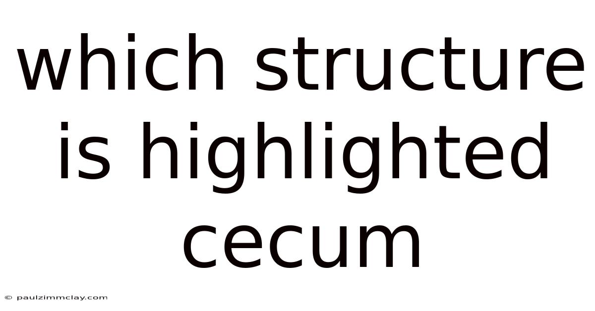 Which Structure Is Highlighted Cecum